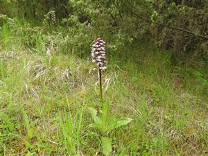 Orchis purpurea