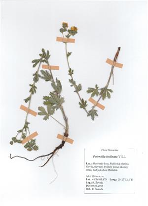 Herb Potentilla inclinata