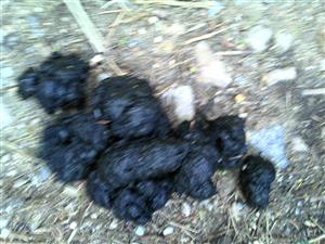 Foto staršieho trusu