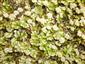Marchantia polymorpha