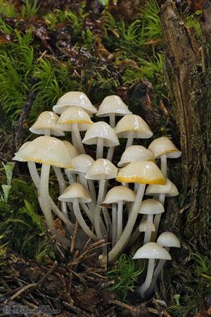 Mycena laevigata