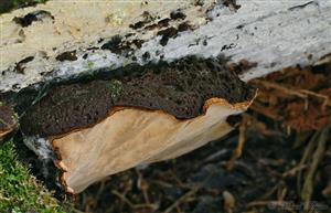 Phellinus nigrolimitatus