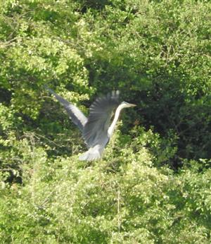 Ardea cinerea