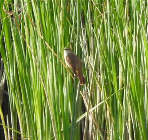Acrocephalus arundinaceus