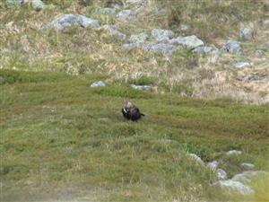 orol skalný -Špania dol.
