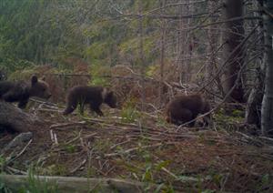 kalamita pod Mníchom