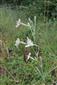 Silene_bupleuroides