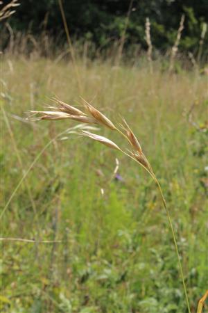 Danthonia_alpina