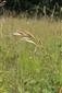Danthonia_alpina
