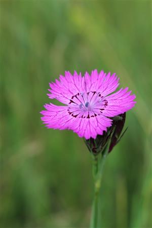 Dianthus_collinus