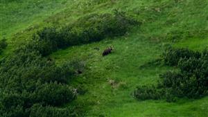 medvedica s tromi mladými