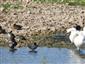 Gallinula chloropus