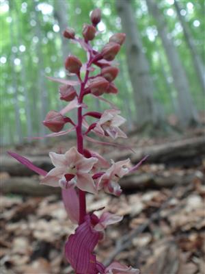 Epipactis purpurata  var. rosea