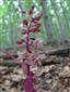 Epipactis purpurata  var. rosea