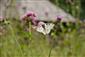 Parnassius apollo