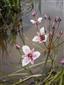 okrasa okolíkatá - kvet