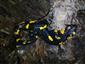 salamandra škvrnitá
