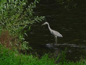 ardea cinerea