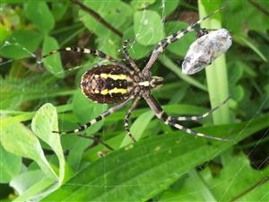 Argiope bruennichi