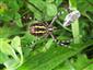 Argiope bruennichi (Scopoli, 1772)