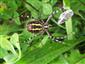 Argiope bruennichi