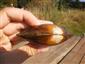 Anodonta anatina (LINNAEUS, 1758)