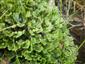 Marchantia polymorpha