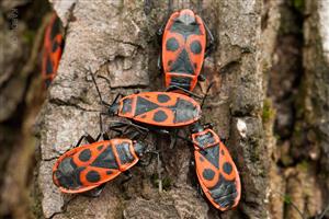 Pyrrhocoris apterus 