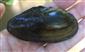 Anodonta anatina (LINNAEUS, 1758)