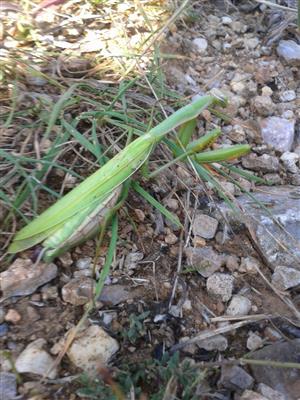 Mantis religiosa