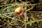 Araneus quadratus  Clerck, 1757
