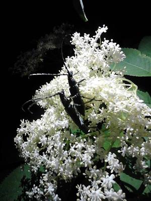 Cerambyx cerdo