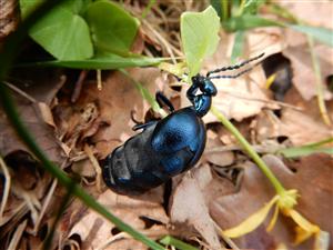 Meloe violaceus