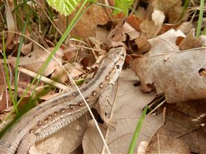 Lacerta agilis