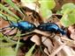 Meloe violaceus