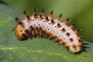 Zerynthia polyxena