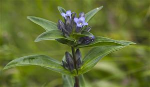 Gentiana cruciata s vajíčkami Maculinea rebeli