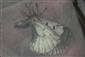Parnassius mnemosyne