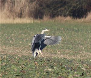 Volavka popolavá - Ardea cinerea