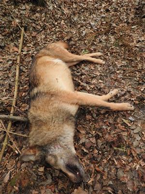Canis lupus