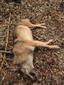 Canis lupus