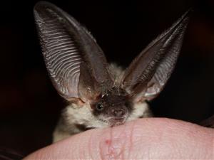 Plecotus austriacus