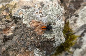21052016 Philaeus chrysops male_Krasin