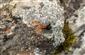 Philaeus chrysops (Poda, 1761)