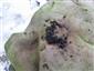 Astacus sp.