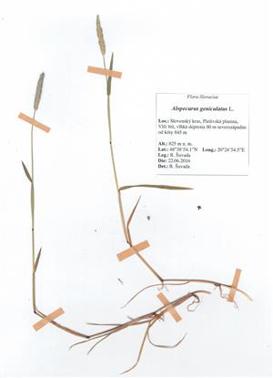 Herb Alopecurus geniculatus