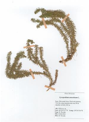 Herb Lycopodium annotinum