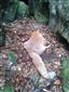 Vulpes vulpes