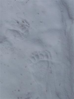 stopa medved palenica