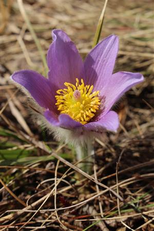 Pulsatilla grandis